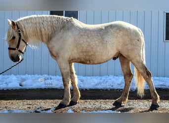 Draft Horse, Castrone, 6 Anni, 160 cm, Palomino