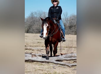 Draft Horse Mix, Castrone, 6 Anni, 163 cm, Baio ciliegia