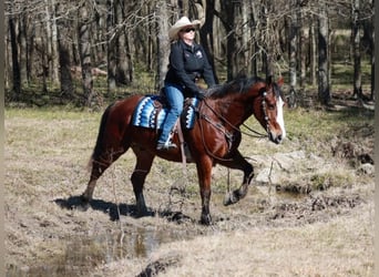 Draft Horse Mix, Castrone, 6 Anni, 163 cm, Baio ciliegia