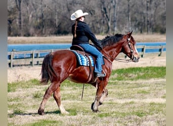 Draft Horse Mix, Castrone, 6 Anni, 163 cm, Baio ciliegia