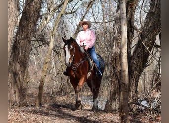 Draft Horse Mix, Castrone, 6 Anni, 163 cm, Baio ciliegia