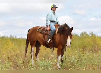 Draft Horse, Castrone, 6 Anni, 163 cm, Baio roano