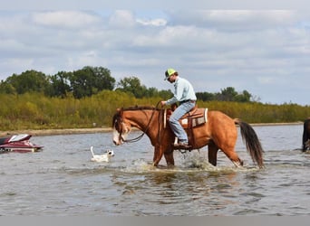 Draft Horse, Castrone, 6 Anni, 163 cm, Baio roano