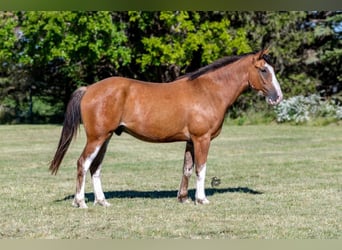 Draft Horse, Castrone, 6 Anni, 163 cm, Baio roano