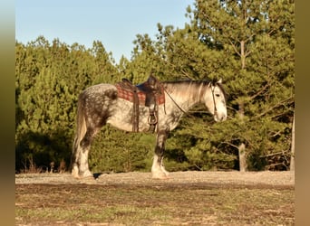 Draft Horse Mix, Castrone, 6 Anni, 163 cm, Grigio