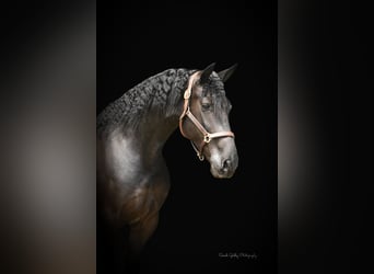 Draft Horse, Castrone, 6 Anni, 163 cm, Morello