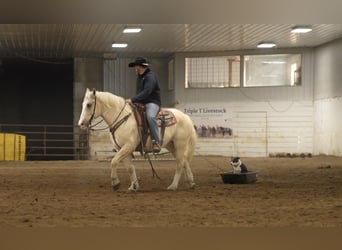 Draft Horse Mix, Castrone, 6 Anni, 163 cm, Palomino