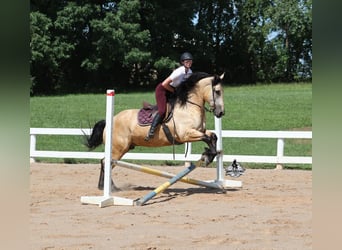 Draft Horse, Castrone, 6 Anni, 163 cm