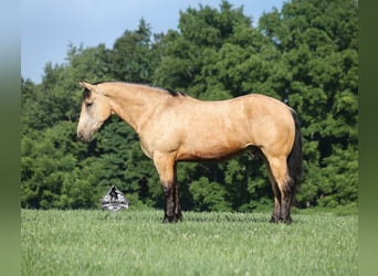 Draft Horse, Castrone, 6 Anni, 163 cm