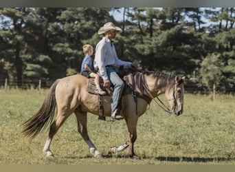 Draft Horse, Castrone, 6 Anni, 163 cm, Pelle di daino