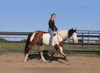Draft Horse Mix, Castrone, 6 Anni, 163 cm, Pezzato