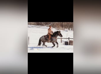 Draft Horse Mix, Castrone, 6 Anni, 163 cm, Roano blu