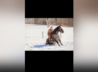 Draft Horse Mix, Castrone, 6 Anni, 163 cm, Roano blu