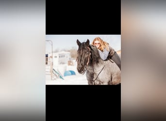 Draft Horse Mix, Castrone, 6 Anni, 163 cm, Roano blu