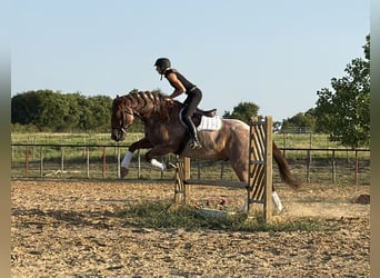 Draft Horse Mix, Castrone, 6 Anni, 163 cm, Roano rosso