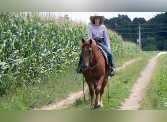 Draft Horse Mix, Castrone, 6 Anni, 163 cm, Sauro ciliegia
