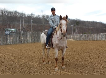 Draft Horse, Castrone, 6 Anni, 163 cm, Sauro ciliegia