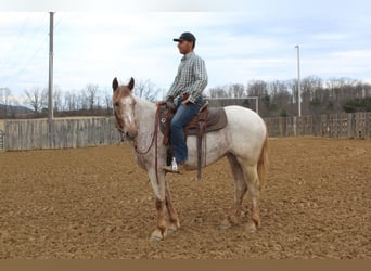 Draft Horse, Castrone, 6 Anni, 163 cm, Sauro ciliegia