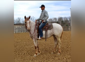 Draft Horse, Castrone, 6 Anni, 163 cm, Sauro ciliegia