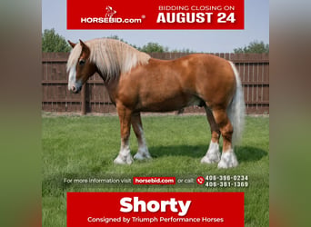 Draft Horse Mix, Castrone, 6 Anni, 163 cm, Sauro scuro