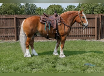 Draft Horse Mix, Castrone, 6 Anni, 163 cm, Sauro scuro