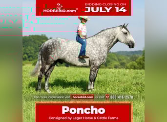 Draft Horse Mix, Castrone, 6 Anni, 165 cm, Grigio pezzato