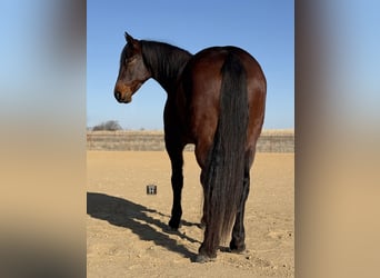 Draft Horse Mix, Castrone, 6 Anni, 168 cm, Baio ciliegia