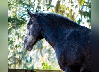 Draft Horse Mix, Castrone, 6 Anni, 168 cm, Grigio