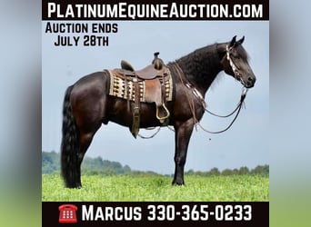 Draft Horse, Castrone, 6 Anni, 168 cm, Morello