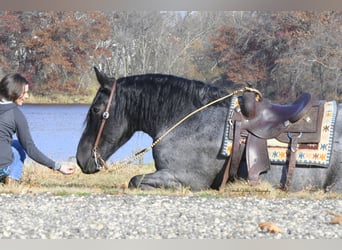 Draft Horse Mix, Castrone, 6 Anni, 168 cm, Roano blu