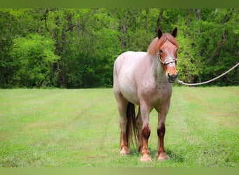 Draft Horse, Castrone, 6 Anni, 168 cm, Roano rosso