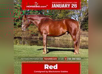 Draft Horse Mix, Castrone, 6 Anni, 168 cm, Sauro scuro