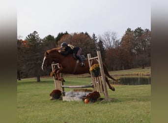Draft Horse Mix, Castrone, 6 Anni, 168 cm, Sauro scuro