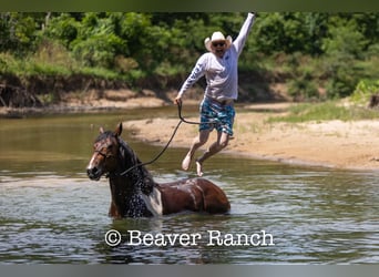 Draft Horse, Castrone, 6 Anni, 168 cm, Tobiano-tutti i colori