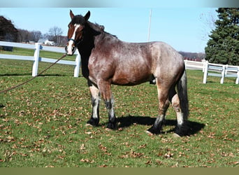 Draft Horse, Castrone, 6 Anni, 170 cm, Baio roano