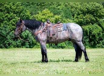 Draft Horse, Castrone, 6 Anni, 170 cm, Roano blu