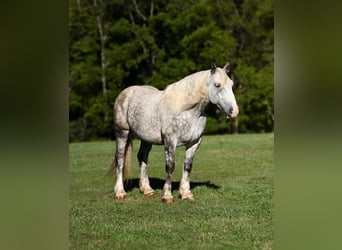 Draft Horse Mix, Castrone, 6 Anni, 173 cm, Grigio pezzato