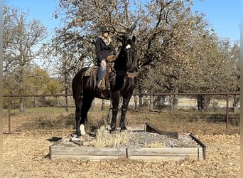 Draft Horse, Castrone, 6 Anni, 173 cm, Morello