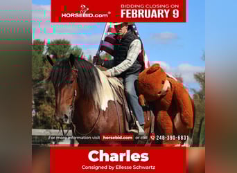 Draft Horse Mix, Castrone, 6 Anni, 173 cm, Pezzato