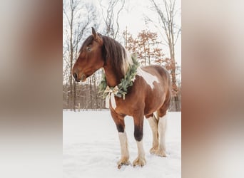 Draft Horse Mix, Castrone, 6 Anni, 173 cm, Pezzato