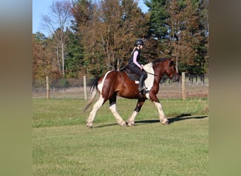 Draft Horse Mix, Castrone, 6 Anni, 173 cm, Pezzato