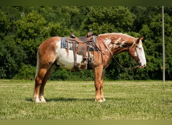 Draft Horse, Castrone, 6 Anni, 173 cm, Pezzato