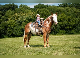 Draft Horse, Castrone, 6 Anni, 173 cm, Pezzato