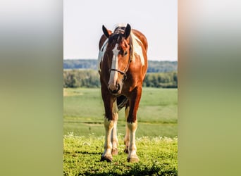 Draft Horse, Castrone, 6 Anni, 173 cm, Tobiano-tutti i colori