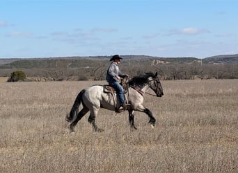 Draft Horse Mix, Castrone, 6 Anni, 183 cm, Roano blu