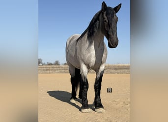 Draft Horse, Castrone, 6 Anni, 183 cm, Roano blu