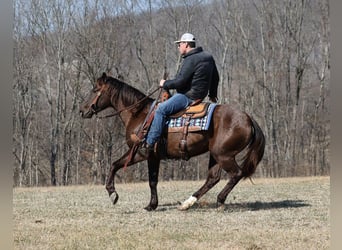 Draft Horse, Castrone, 6 Anni, 188 cm, Baio ciliegia