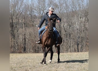 Draft Horse, Castrone, 6 Anni, 188 cm, Baio ciliegia