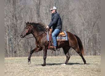 Draft Horse, Castrone, 6 Anni, 188 cm, Baio ciliegia