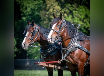 Draft Horse Mix, Castrone, 6 Anni, Baio ciliegia